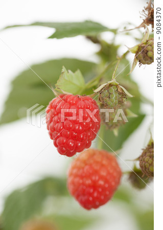 Raspberry field 9084370
