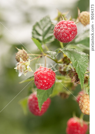 Raspberry field 9084373