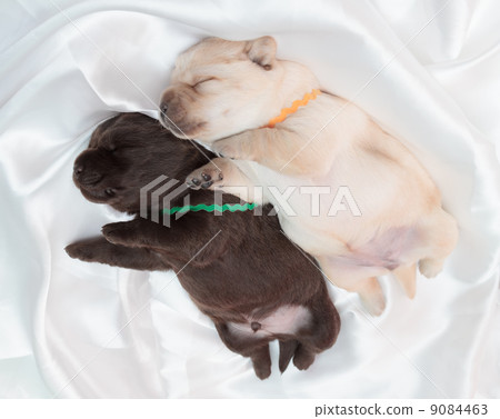 two labrador retriever puppies two labrador retriever puppies 9084463