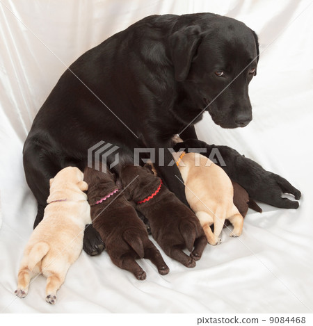 labrador retriever puppies and mom 9084468