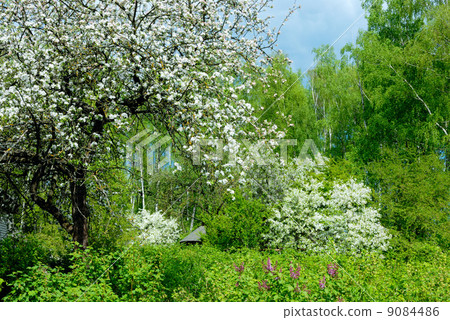 Rural garden. Rural garden. 9084486