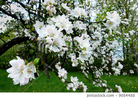 Rural garden. 9084488