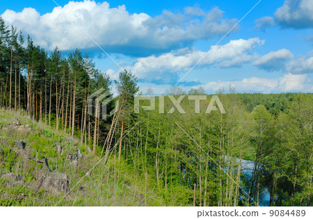 Clouds over the pine forest. Clouds over the pine forest. 9084489