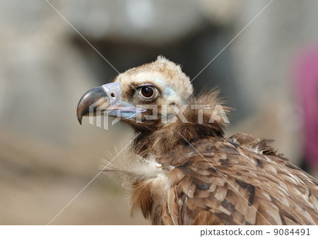 Vulture Vulture 9084491
