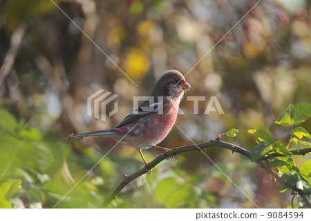 Benimashico男 Benimashico男 9084594