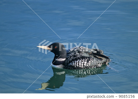 Summer wing's Hashidrobabi Summer wing's Hashidrobabi 9085156