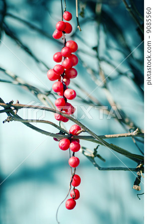 Schisandra berries Schisandra berries 9085560