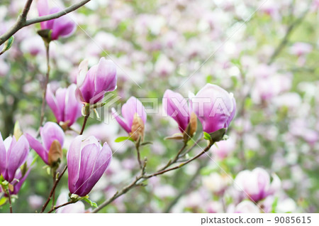 Magnolia flowers 9085615