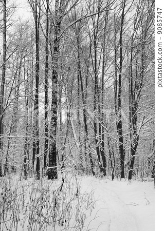 Winter forest. 9085747