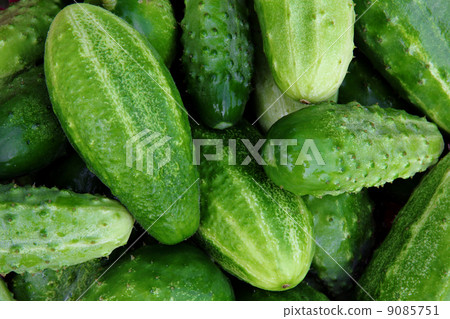 Fresh small cucumbers for sale at market. Fresh small cucumbers for sale at market. 9085751