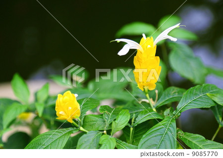 pachystachys, magnoliophyta, angiosperm 9085770