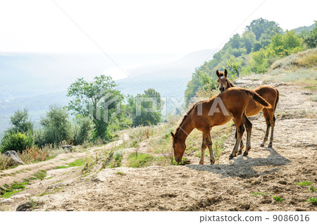 Two foals early morning at rural landscape 9086016