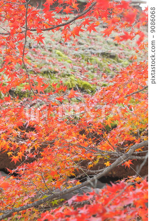 Kyoto Arashiyama, Momiji of Jokunin-in 9086068