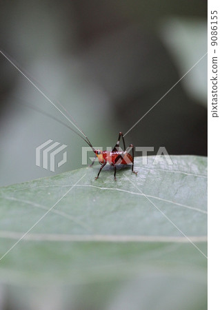 Sasakiri's Young Body Sasakiri's Young Body 9086155