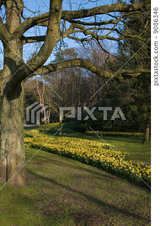 Daffodils in spring 9086346