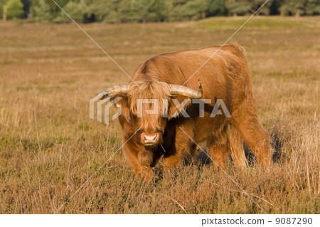 Bovine animal on moorland (Bussum, the Netherlands) 9087290