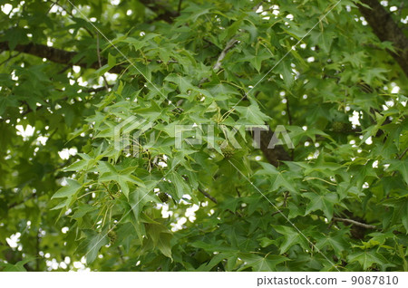 Momiji Bakufu America Fu Aoba 9087810