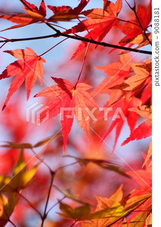 在初冬捕獲秋葉與透射光 9088181