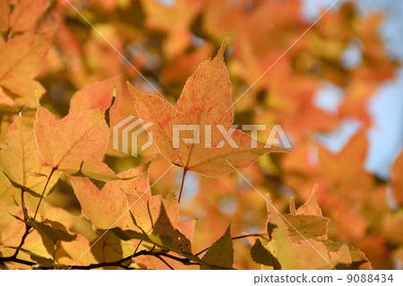 Platanus coloring in autumn 9088434