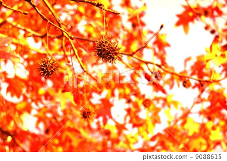 Late autumn of Momiji bakufuno Late autumn of Momiji bakufuno 9088615