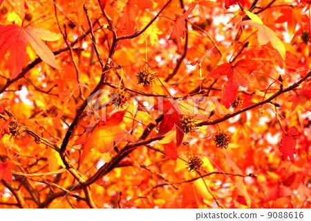 Fruit of autumn leaves 9088616