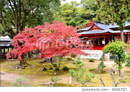Daikadera Temple in Kyoto 9088787