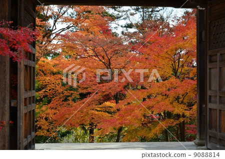 Autumn leaves of Sagano Niseoin Karon 9088814