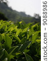 茶園 9088986