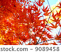 秋天的樹葉 9089458
