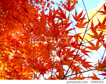 秋天的樹葉 9089458