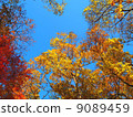 秋天的樹葉 9089459