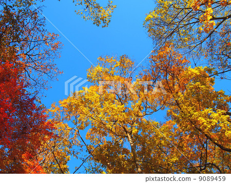 秋天的樹葉 9089459