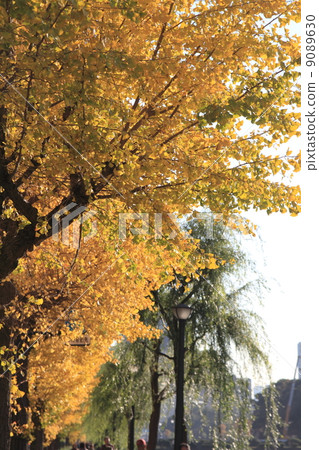 Autumn leaves of Hibiya-dori Autumn leaves of Hibiya-dori 9089630