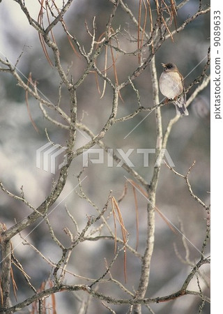 白腹 白腹 9089633