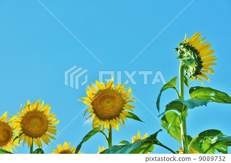 夏季背景材料·向日葵花框·藍天背面側身位置 9089732