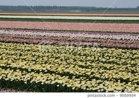 Tulip field (The Netherlands) Tulip field (The Netherlands) 9089984