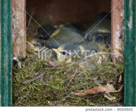 Young blue tits in a nesting box Young blue tits in a nesting box 9089985