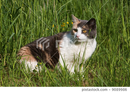 Cat in the grass Cat in the grass 9089986