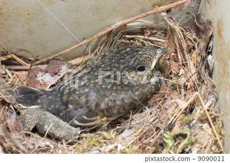 Juvenile Pied Flycatcher (Ficedula hypoleuca) - Den Dolder, the 9090011