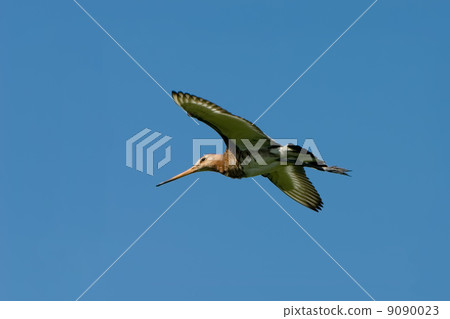 Black-tailed Godwit Black-tailed Godwit 9090023