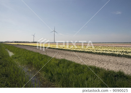 Tulip field (The Netherlands) Tulip field (The Netherlands) 9090025