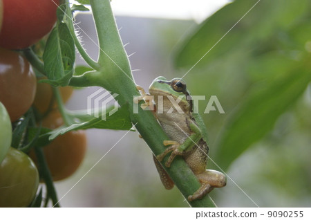 Japanese black frog 9090255