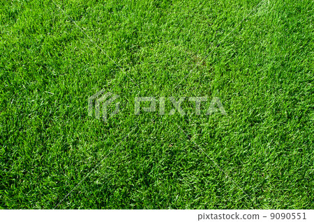 Green grass Green grass 9090551