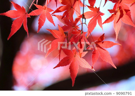 Autumn leaves Autumn leaves 9090791