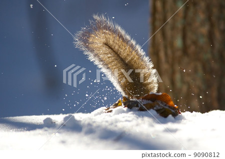 松鼠 松鼠 9090812