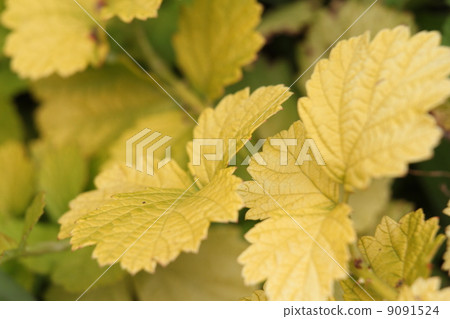 Lubus·陽光噴霧器 Lubus·陽光噴霧器 9091524