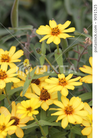 Jinia · Profusion · Yellow Jinia · Profusion · Yellow 9091525