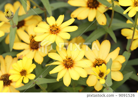 Jinia · Profusion · Yellow Jinia · Profusion · Yellow 9091526