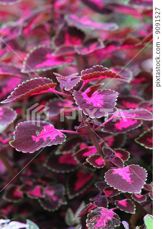 Coleus Coleus 9091527