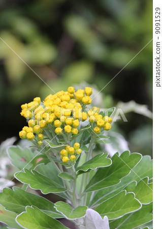 菊花pacificum 菊花pacificum 9091529